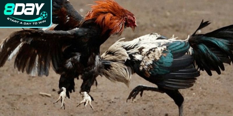 Quy luật phân định thắng thua